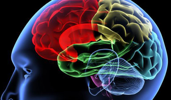 Research Shows New Neural Circuits Arise when Hippocampus is Disabled